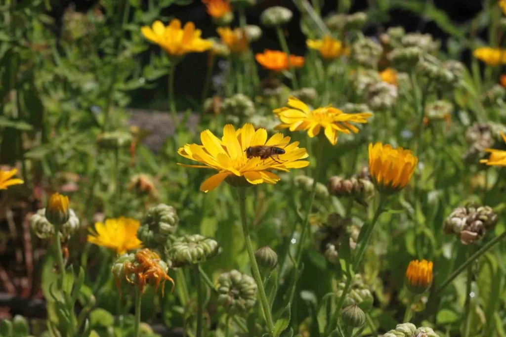 Biene sitzt auf einer Ringelblume in einer Blumenwiese