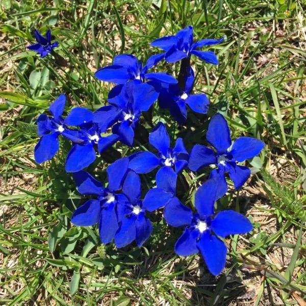 Kleiner blauer Enzian beim Wandern